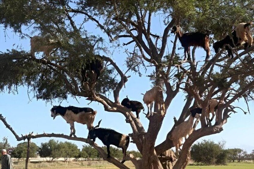 Agadir 3 in 1 Paradise Valley and Souk Visit Goats on Trees 2