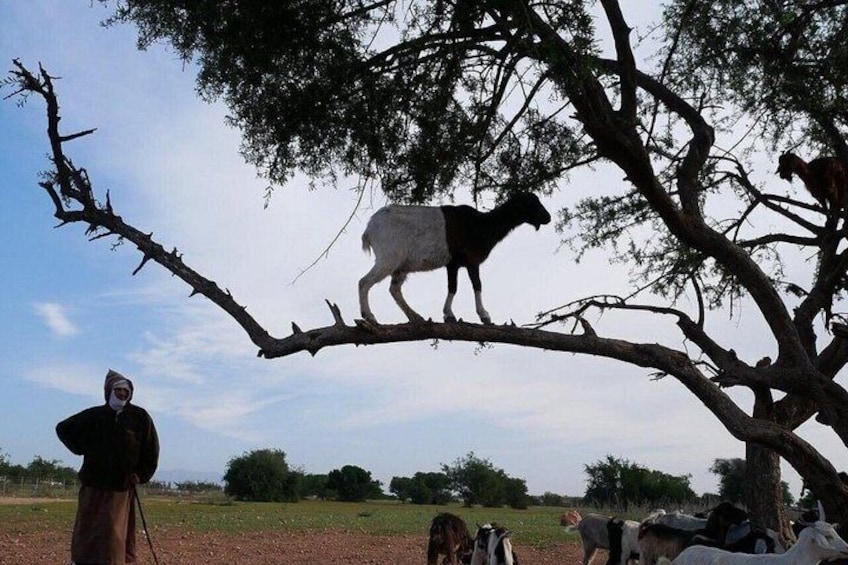 Un chameau se tient sur une branche d’arbre, avec une personne au premier plan. 4