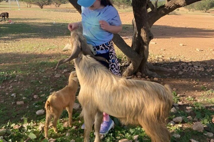 Agadir 3 in 1 Paradise Valley and Souk Visit Goats on Trees 3