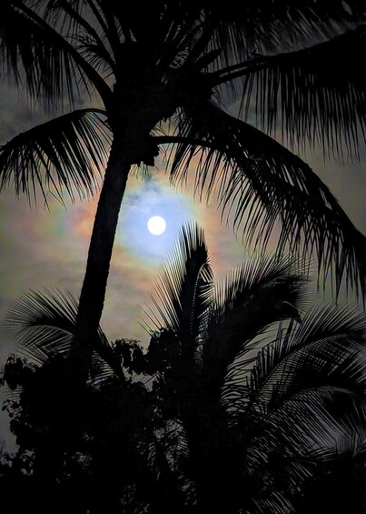 A moonlit night with palm trees silhouetted against a colorful sky. 4