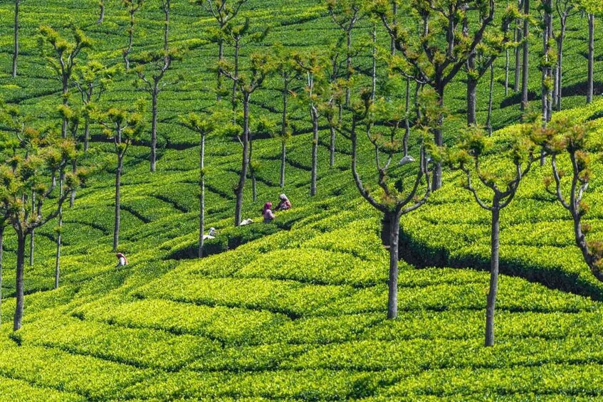 A lush tea plantation with rows of tea bushes and scattered trees. 1