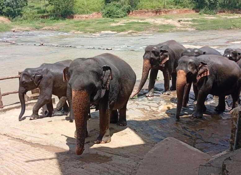 Ambuluwawa & Elephant Orphanage Tour by Private Tuk-Tuk 2