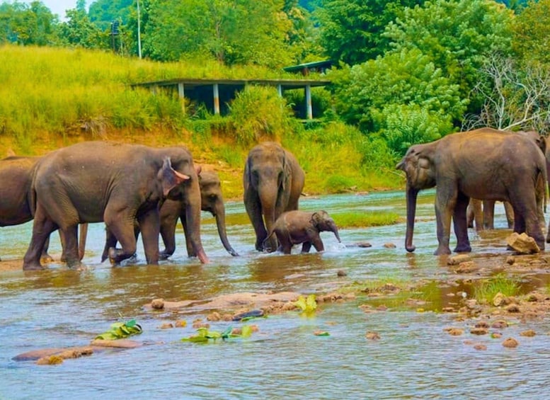 A group of elephants by a river in a natural setting. 1