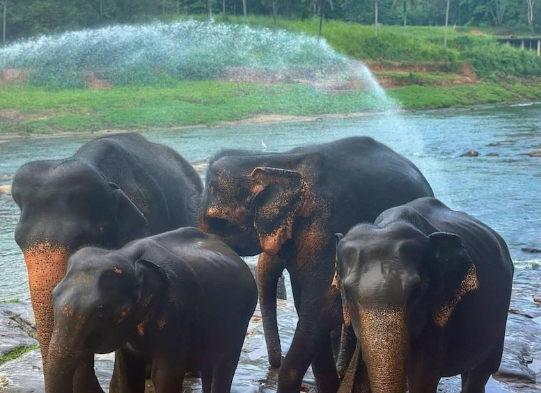 A group of elephants by a river with water spraying in the background. 5