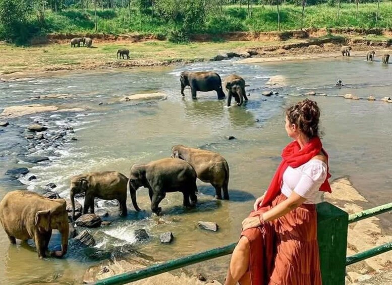 A river with elephants and a person observing them. 1