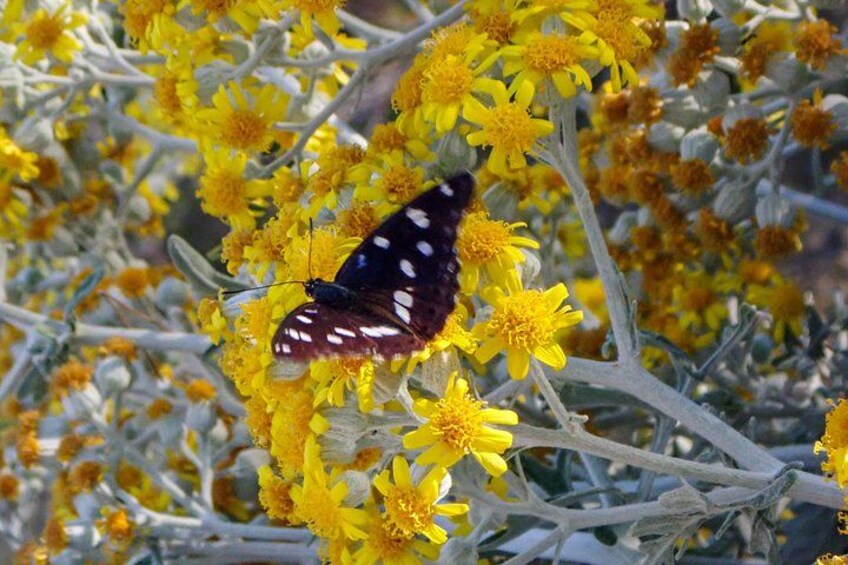 Come across wildflower scent! 3