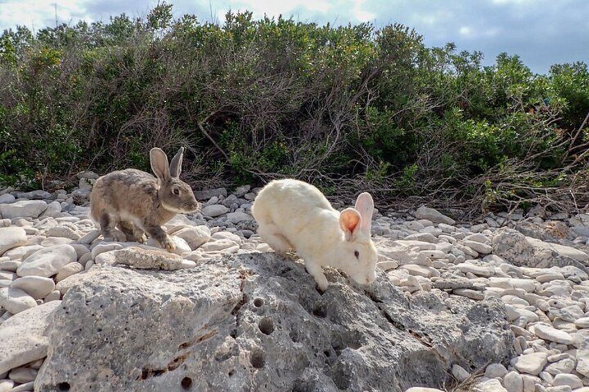 Uncover wild life of the archipelago! 5