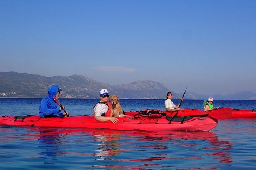Make your dog want to learn how to paddle :) 3