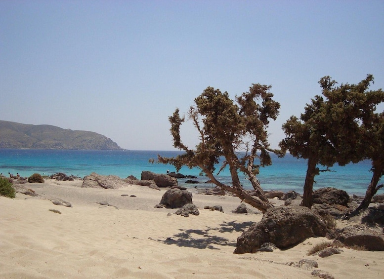 A sandy beach with scattered rocks and two prominent trees. 1
