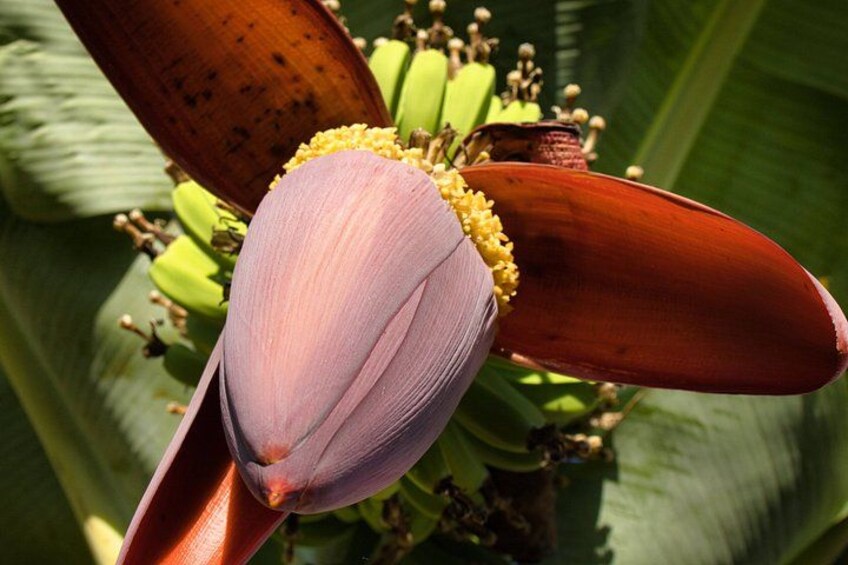 A banana plant with large, brown banana leaves and green bananas. 1
