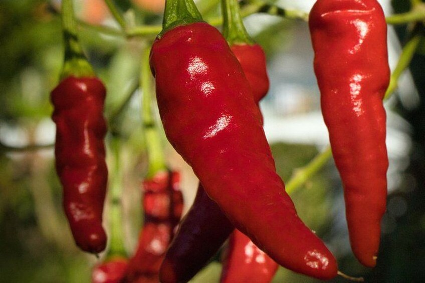 Red chili peppers growing on a plant. 4