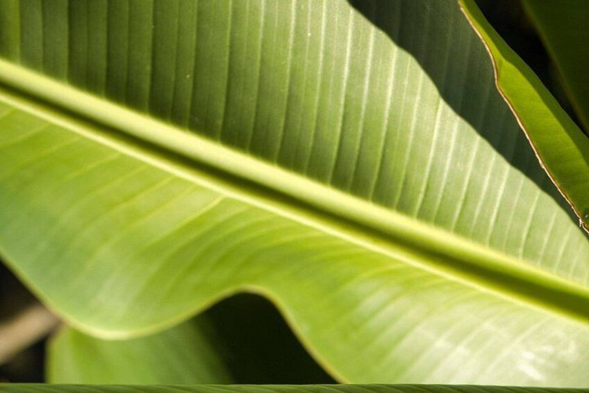 A close-up of a green leaf with visible veins. 5