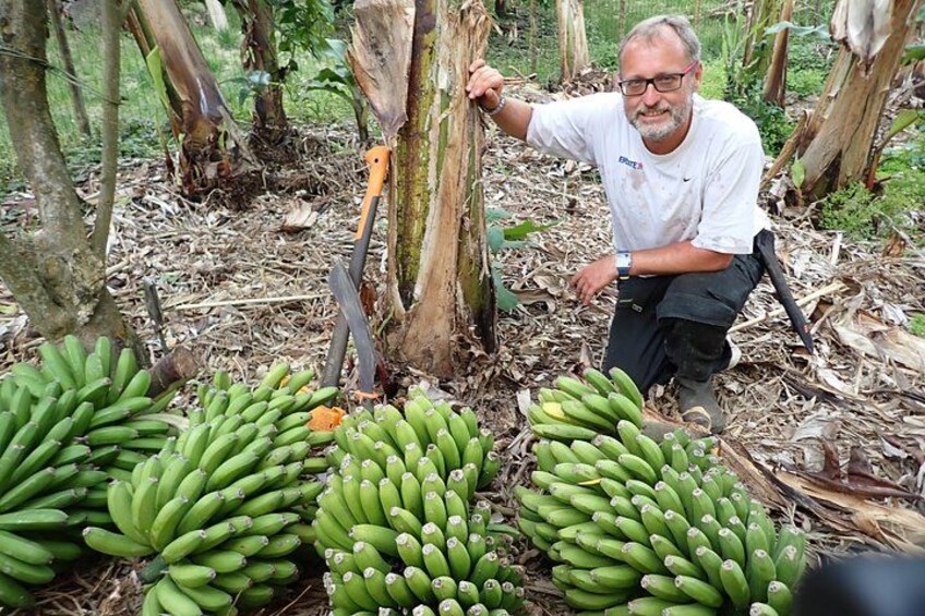 A man kneeling among banana plants in a forested area. 2