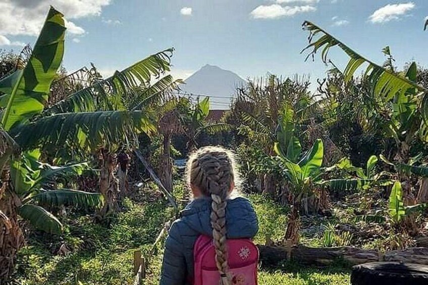 A person with a braided hairstyle walking through a banana plantation with a mountain in the background. 3