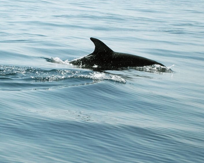 Picture 1 for Activity Pula: Sunset Dolphin Watching Cruise to NP Brijuni 5