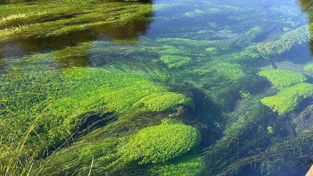 A body of water with green aquatic plants and clear water. 1
