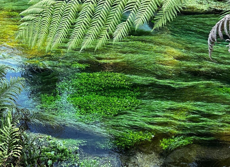 A stream with green aquatic plants and ferns. 2