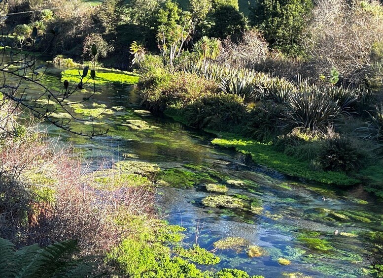 A pond with green algae, surrounded by dense vegetation and trees. 4