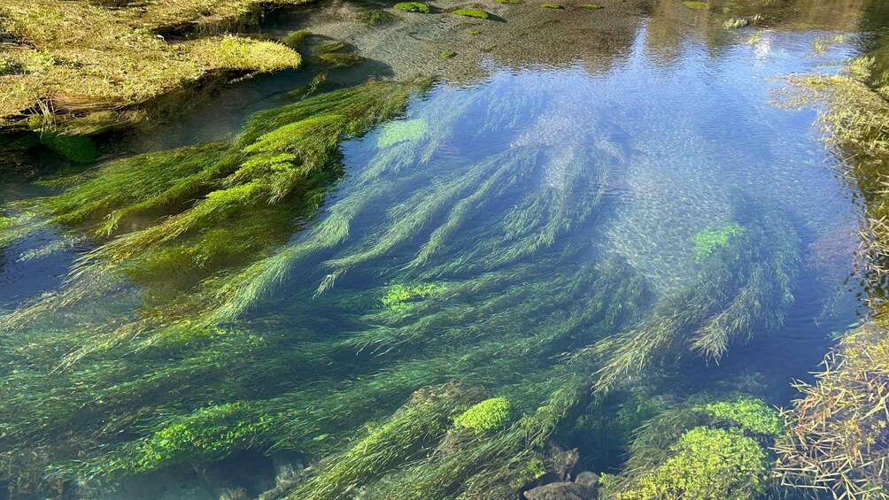 A clear stream with green algae and rocks. 3