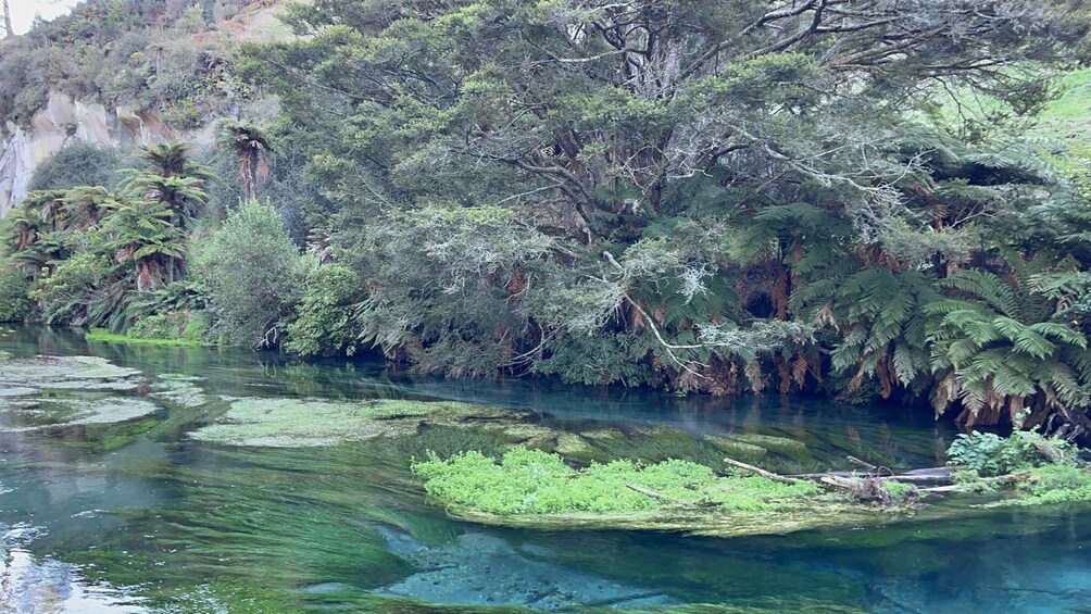 A river with clear water, surrounded by dense greenery and trees. 5