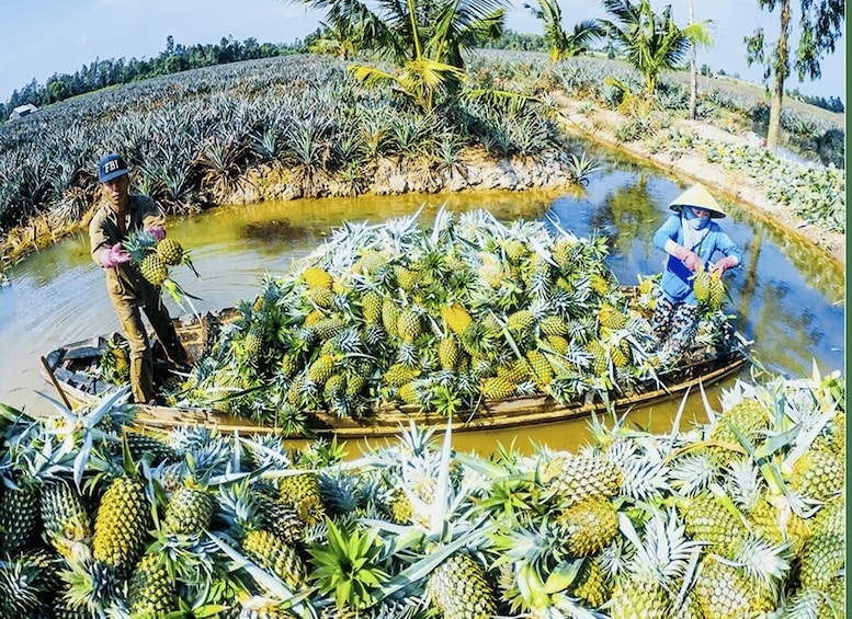 Two people in a boat loaded with pineapples in a flooded agricultural area. 2