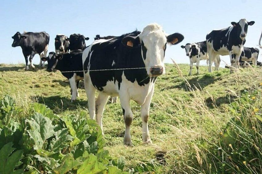 A herd of black and white cows on a grassy hill with a clear sky. 1