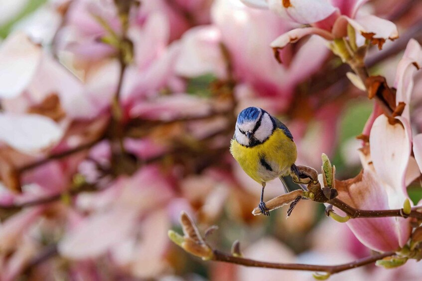 A bird perched on a branch amidst pink flowers. 4