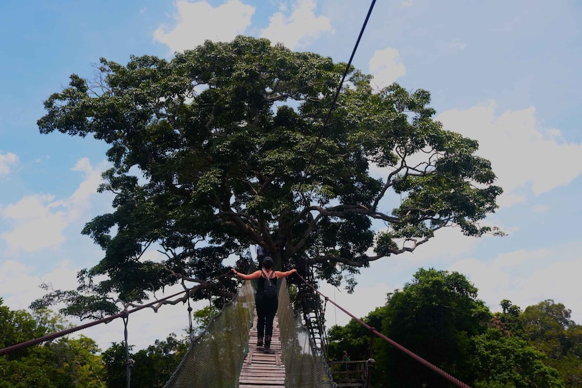 A person walking on a rope bridge between two large trees. 1