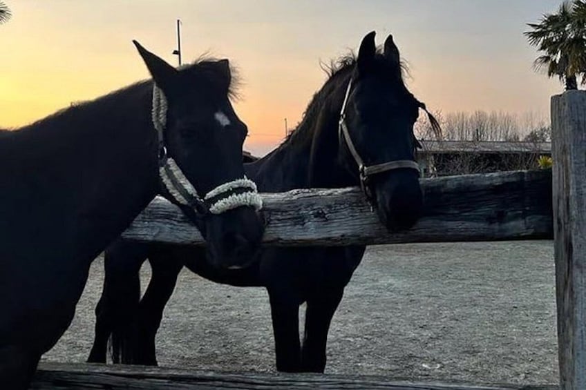 Two horses standing next to a wooden fence during sunset. 2
