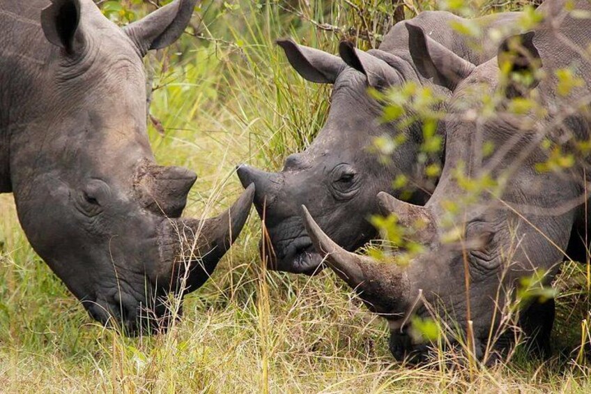 Trois rhinocéros dans un champ d’herbe. 4
