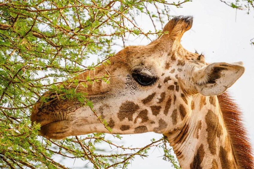 Eine Giraffe mit braunem Fell und weißen Flecken, die Blätter von einem Baum frisst. 5