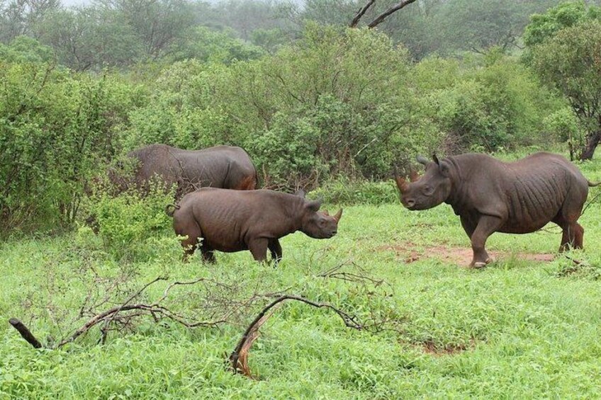Trois rhinocéros dans une savane herbeuse, avec un feuillage vert et dense en arrière-plan. 3