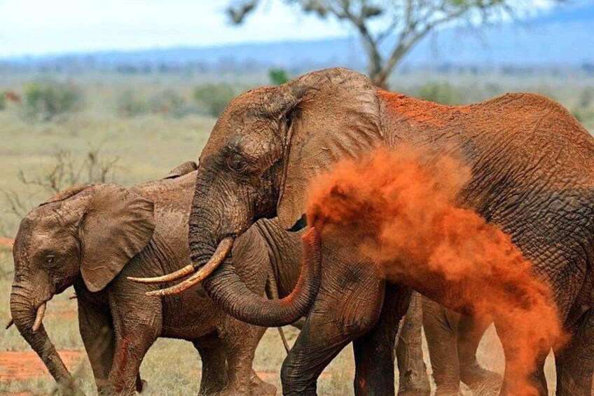 Des éléphants dans un paysage naturel, caractérisé par une végétation clairsemée et des collines lointaines. 2