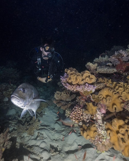 Picture 54 for Activity Cairns: 2-Day Great Barrier Reef Dive and Snorkel Boat Trip 2