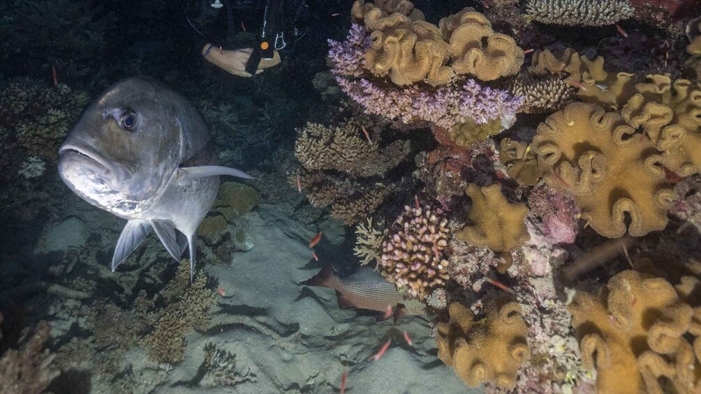 Picture 54 for Activity Cairns: 2-Day Great Barrier Reef Dive and Snorkel Boat Trip 2
