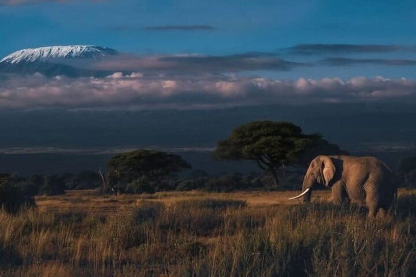 An elephant in a grassy field with a mountain in the background. 1