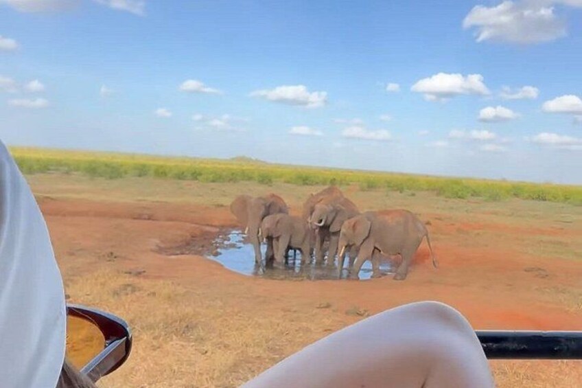 3 Day Kenya Safari Tsavo Amboseli Big Five & Mt. Kilimanjaro View 3