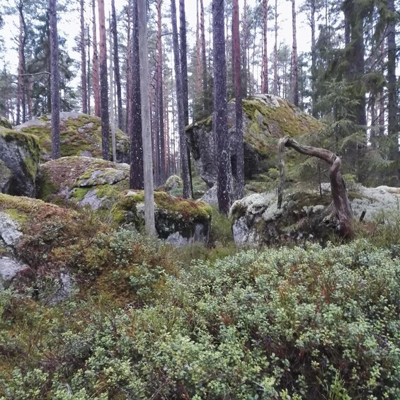 Picture 4 for Activity Tiveden National park: Summer guided walk around Stenkälla 2