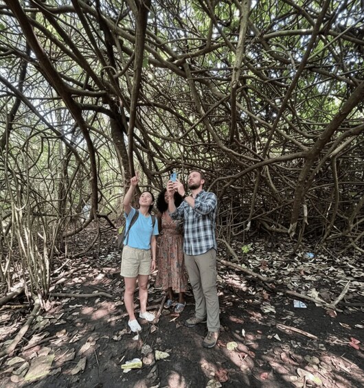 Three people taking a photo in a dense forest with tangled branches overhead. 2