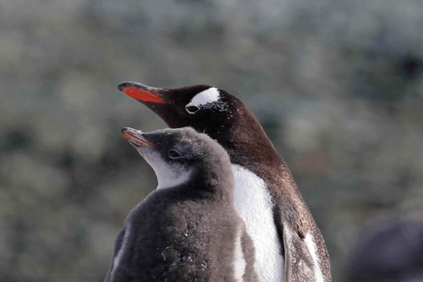 Two penguins with black and white plumage and orange beaks. 3