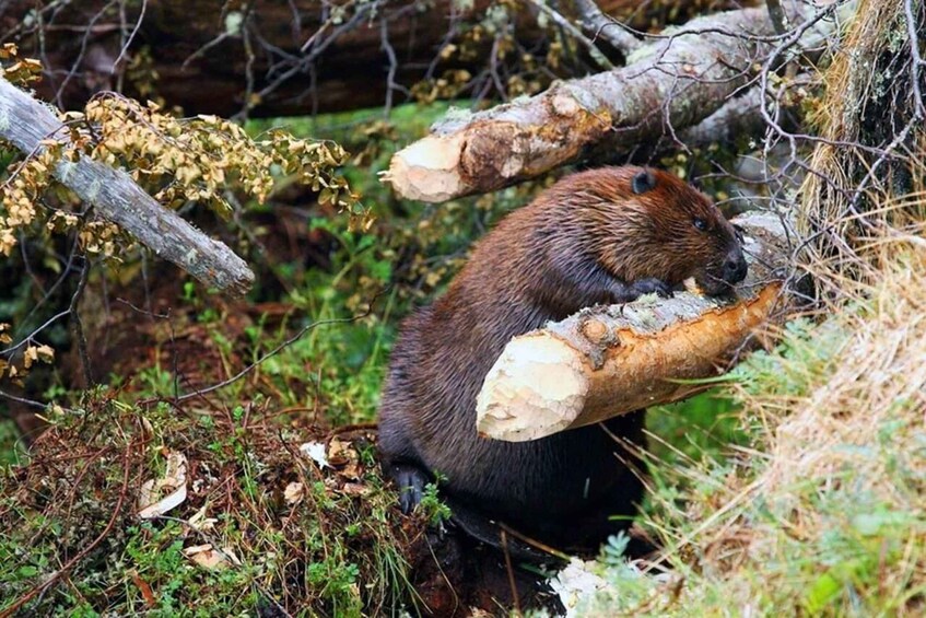 A beaver gnawing on a log in a forested area. 2