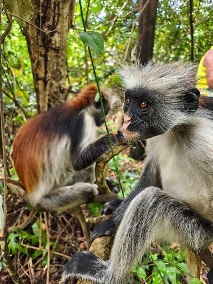 Two monkeys in a forested area with dense foliage and tree trunks. 1