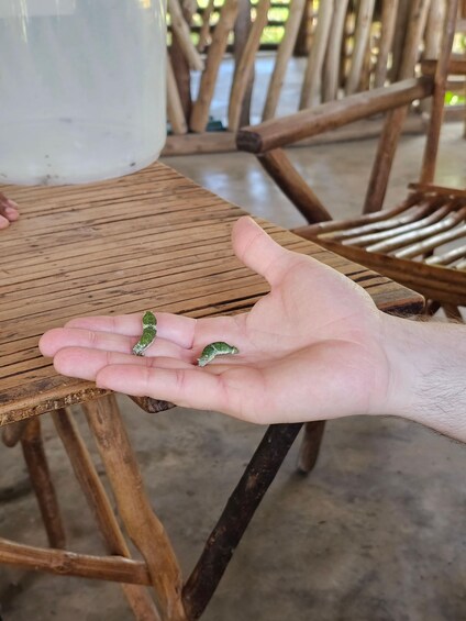 A hand holding two small green caterpillars on a wooden table. 5
