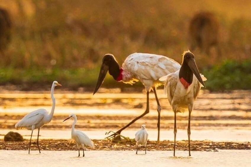 A group of birds, including a prominent white bird with a red patch, standing on a sandy ground with a blurred natural background. 1