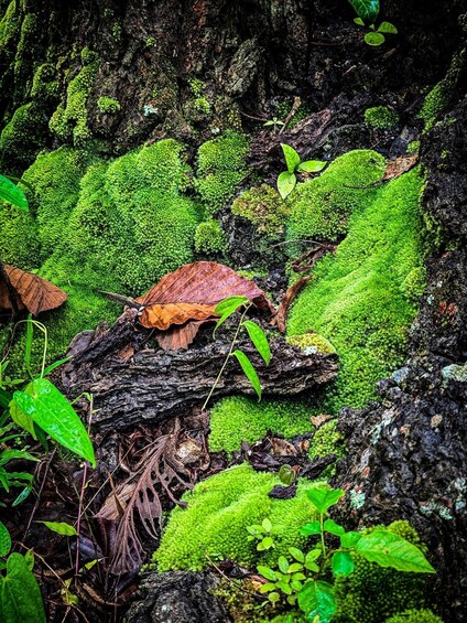 Picture 50 for Activity Chiang Mai: Hidden Nature Trekking & Bamboo Rafting Day Tour 3