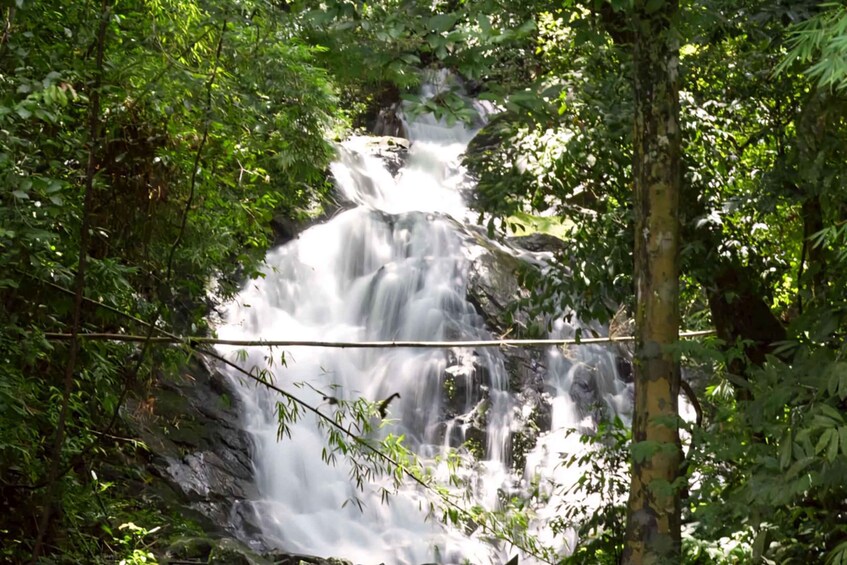 A waterfall surrounded by dense green foliage. 5