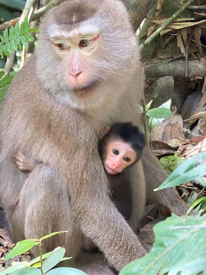 A monkey sitting among foliage. 3