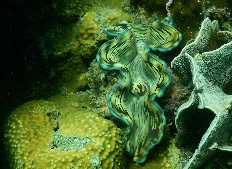 A marine creature with a wavy, greenish body and a yellowish shell in an underwater environment. 1