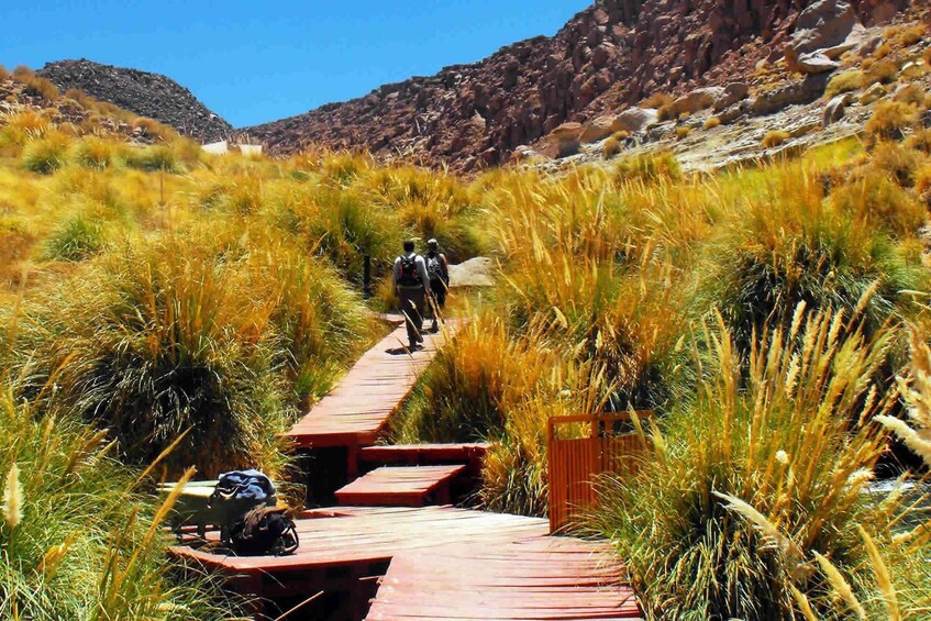 A wooden boardwalk through a grassy area with hikers. 3