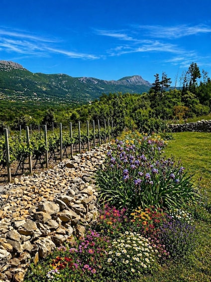 A vineyard with rows of grapevines, a stone wall, and a variety of colorful flowers in a mountainous landscape. 4